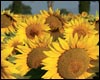 Maremma Promotion